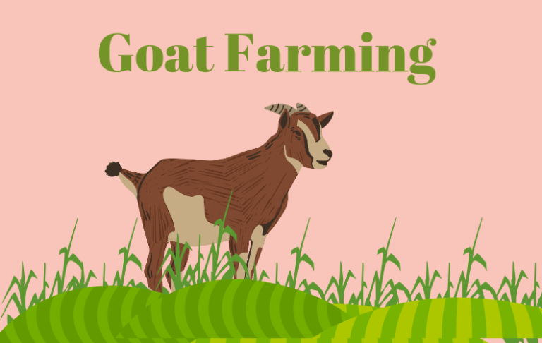 Goat Farming Business 2023 : सरकार दे रही है 90% सब्सिडी अब शुरू करें यह सुपरहिट बिजने,मुनाफा ही मुनाफा